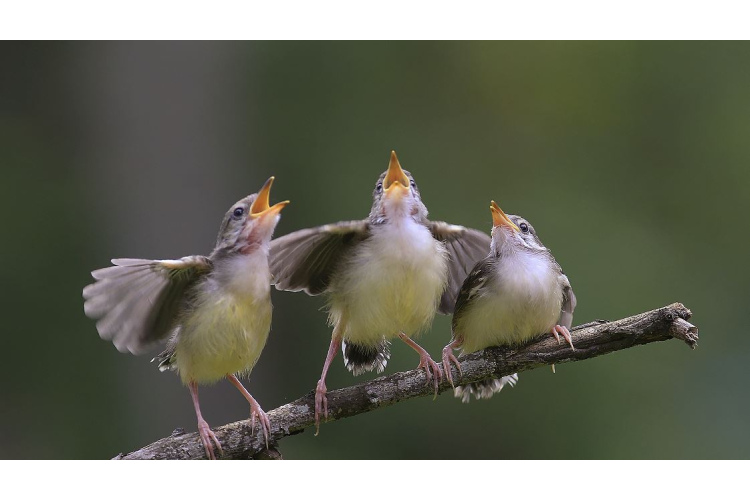 Svētki balsīm turpinās! Kā tās saglabāt skanīgas