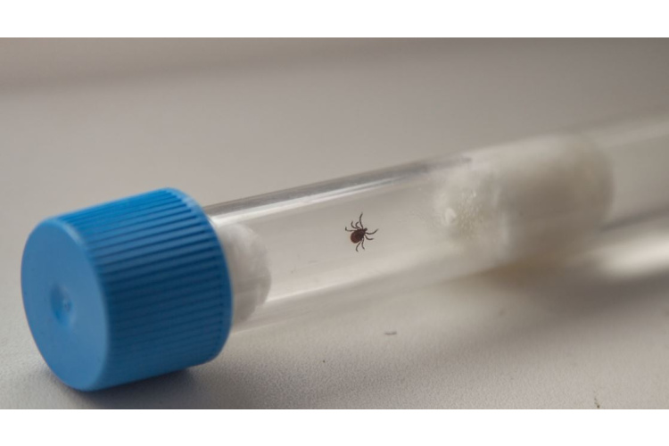 “Centrālajā laboratorijā”: pirmajā pusgadā izmeklētas 2268 ērces