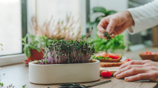 Kā pēc ziemas noguruma palīdz zaļumu spēks