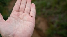 Aukstā ziema ērcēm nav bijis šķērslis – speciālisti aicina neatlikt vakcināciju