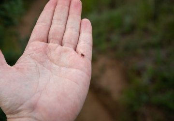 Aukstā ziema ērcēm nav bijis šķērslis – speciālisti aicina neatlikt vakcināciju